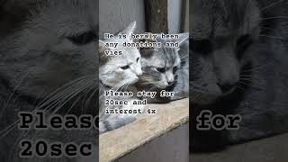 #lol Every dollar brings hope to get support ➡️ link in my YouTube channel #like #followergoal #cat