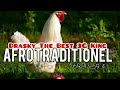 Afro traditionel parti 77by drasky the best 3g king