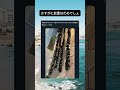 さすがにだめでしょw #shorts #おすすめ #すごい #おもしろ #面白集 #いいね #おもしろ動画 #tiktok