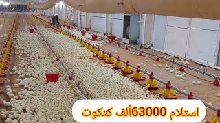 تربيه دجاج الزراعي استلام 63000ألف من الكتاكيت بدون ادويه وعلاجات فقط لقاح واحد المتر المربع 18 طير