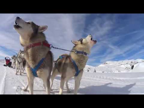 Video: Conversazione Con Un Campione Europeo Di Slitte Trainate Da Cani - Matador Network