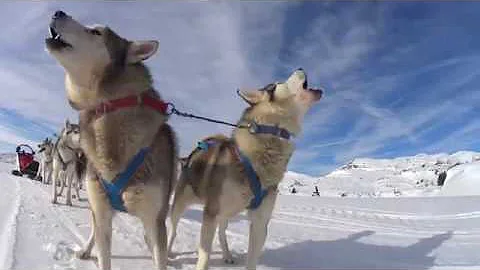 Quali sono i cani da slitta?
