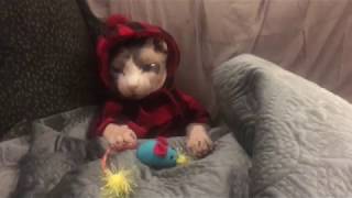 Sphynx cat chillin' out in bed by grandepuce8 2,817 views 6 years ago 3 minutes, 15 seconds