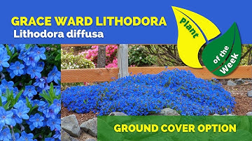 GRACE WARD LITHODORA | Lithodora diffusa 