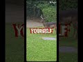 #viral #trending #nature #reindeer #love #shorts #sobrietyjourney #mentalhealth #dontgiveup #animals