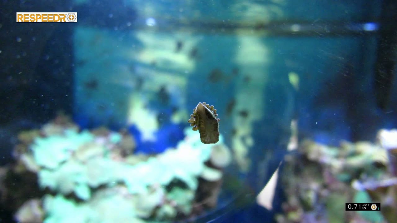 camera iphone 8 plus apk Time Lapse of Coral(?) on Aquarium Glass