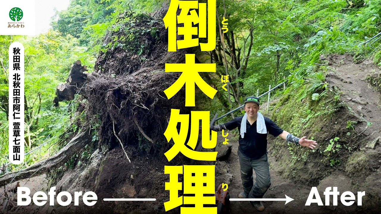 倒木処理】大自然の洗礼を受けながらの作業でした！#gardening #tree 