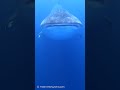 🦈ジンベイザメが目の前から！！