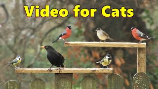 Video for Cats to Watch ~ Garden Birds in The Rain