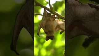 Bukan Semua Kelelawar Penghisap Darah! 🦇🍇 #faktahewan  #animalfacts #wildlife #shorts