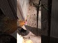 #crazycoop #chickens #funny #chickensofyoutube #byebyebye #myflock #flock #florida #chicken