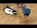 سياسي من العمارة ينشئ أهوارا صناعية في منزله لحماية الطيور المحلية من الانقراض المربد