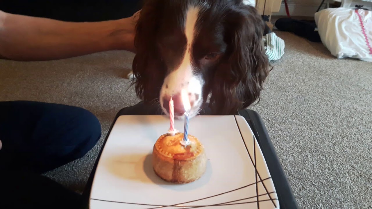 spaniel birthday cake