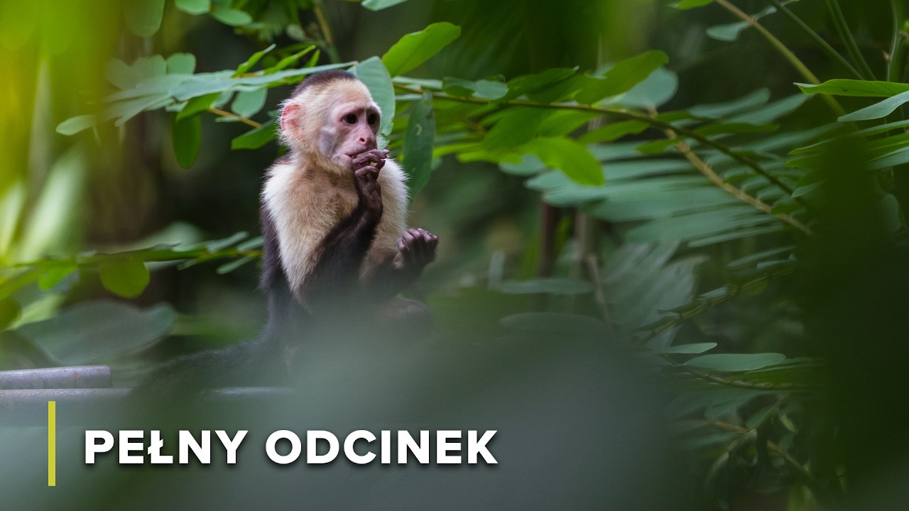 Lekcje przetrwania kapucynek i ukryte życie kolibrów | Dzika Przyroda Kolumbii 101+102