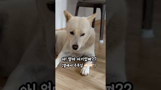졸린 강아지가 뒤늦게 서열1위 엄마 옆이라는걸 알았을때