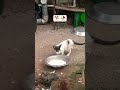 😭🥺😋#viralvideo #cat #funny #streetfood #stretcat #shortvideo #cute #vlogs #helpingothers