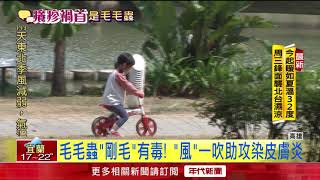 「毛毛蟲皮膚炎」害丘疹、奇癢　醫：「風」是幫凶