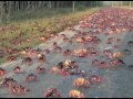 Migración de los cangrejos rojos