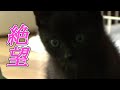 ボール遊びがつまらなくて絶望顔をする仔猫 vs ボール遊びさせたい飼い主 / Despair Kitten VS Owner 【保護猫】