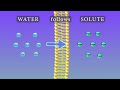 Osmosis animation and experiments
