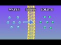 Osmosis Explained Through Membrane Experiments