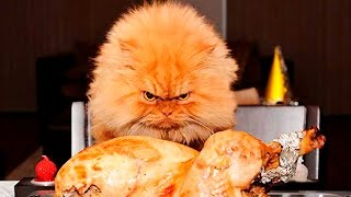 ПОЧЕМУ ТЫ ЗЛОЙ, КОГДА ГОЛОДНЫЙ ПОЧЕМУ ТЫ ЗЛОЙ, КОГДА ГОЛОДНЫЙ