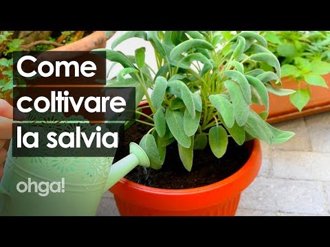 Video: Come Coltivare La Salvia