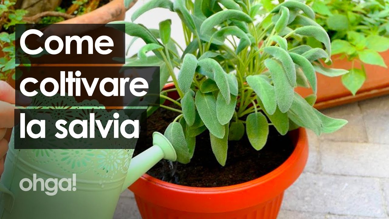 Salvia: tutti i consigli per coltivarla e farla durare a lungo!