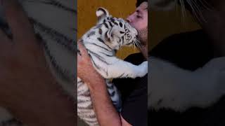 White baby tiger 🐯❤️ #tiger #whitetiger #tigres #tigredebengala #animals #cuteanimals #bengaltiger