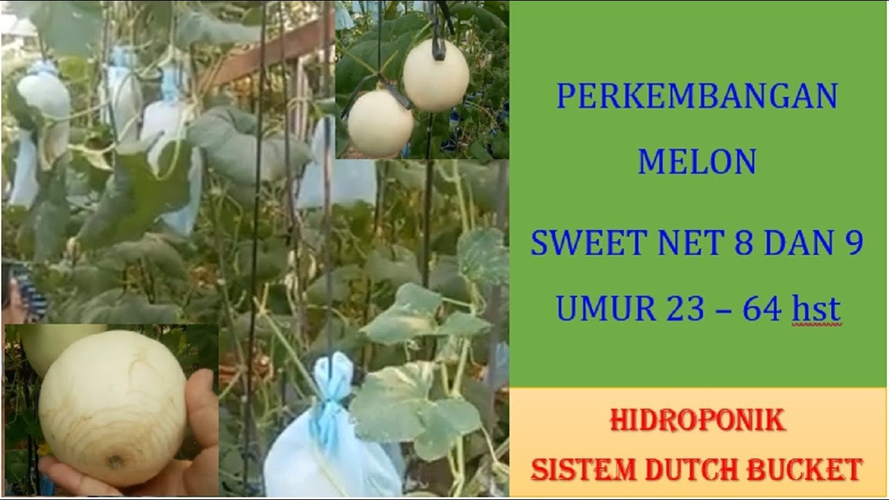 Perkembangan Melon Sweet Net 8 dan 9 Umur 23 sampai 64 HST Hidroponik