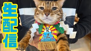 【生配信1/1】あけましておめでとーございにゃす