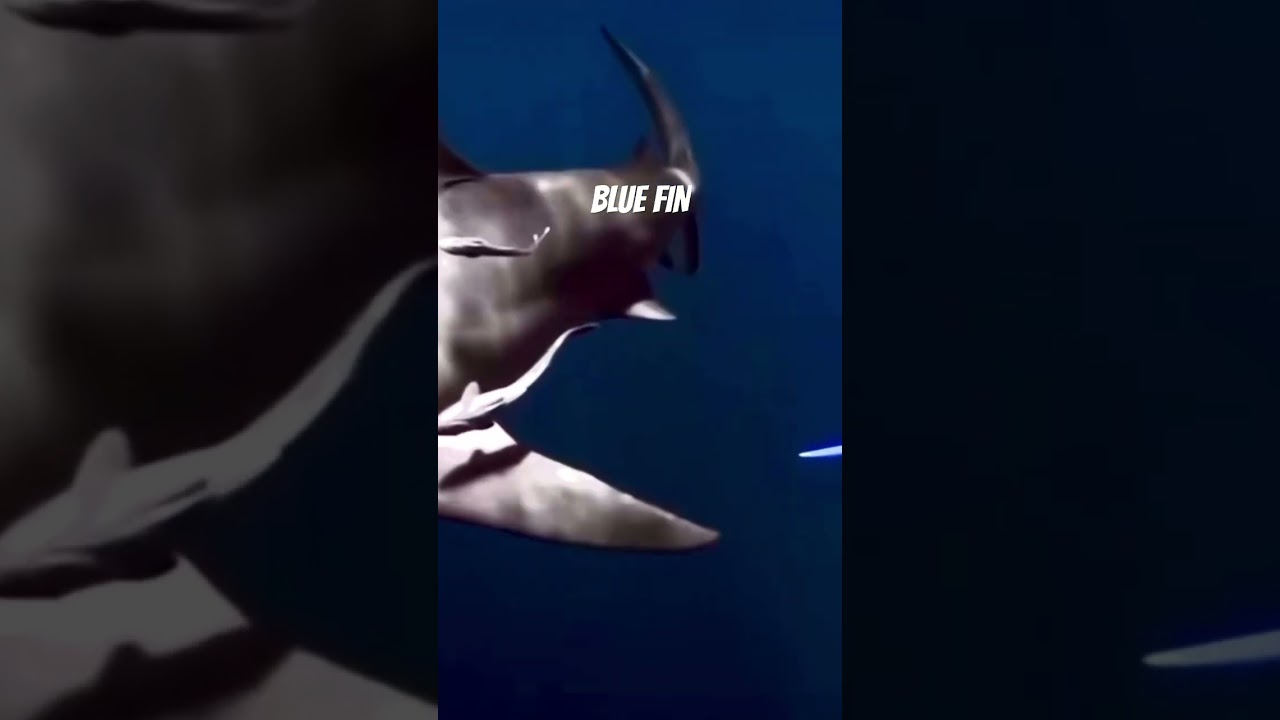 The Ocean Most Feared In A Fight!!! #Shorts #Nature