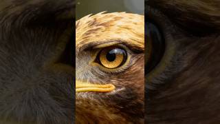THE BIRD THAT CAN SEE WHAT HUMANS CAN'T