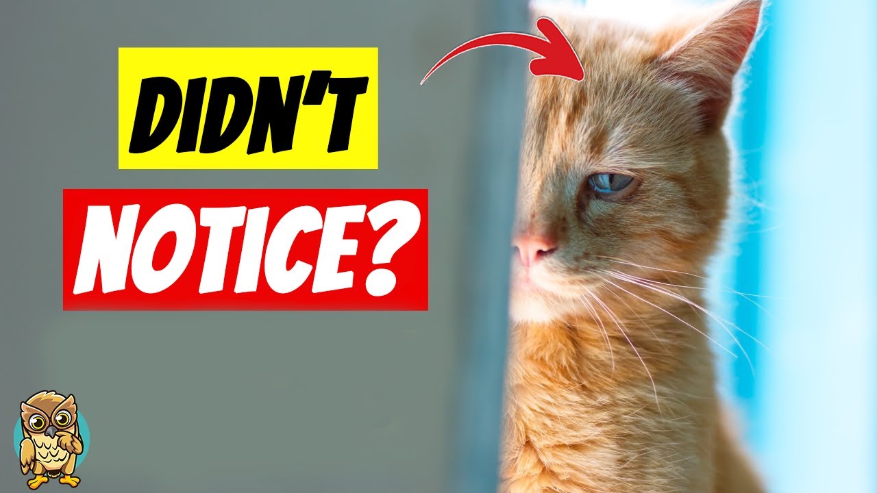 6 Hidden Signs Your CATS Feel Unloved