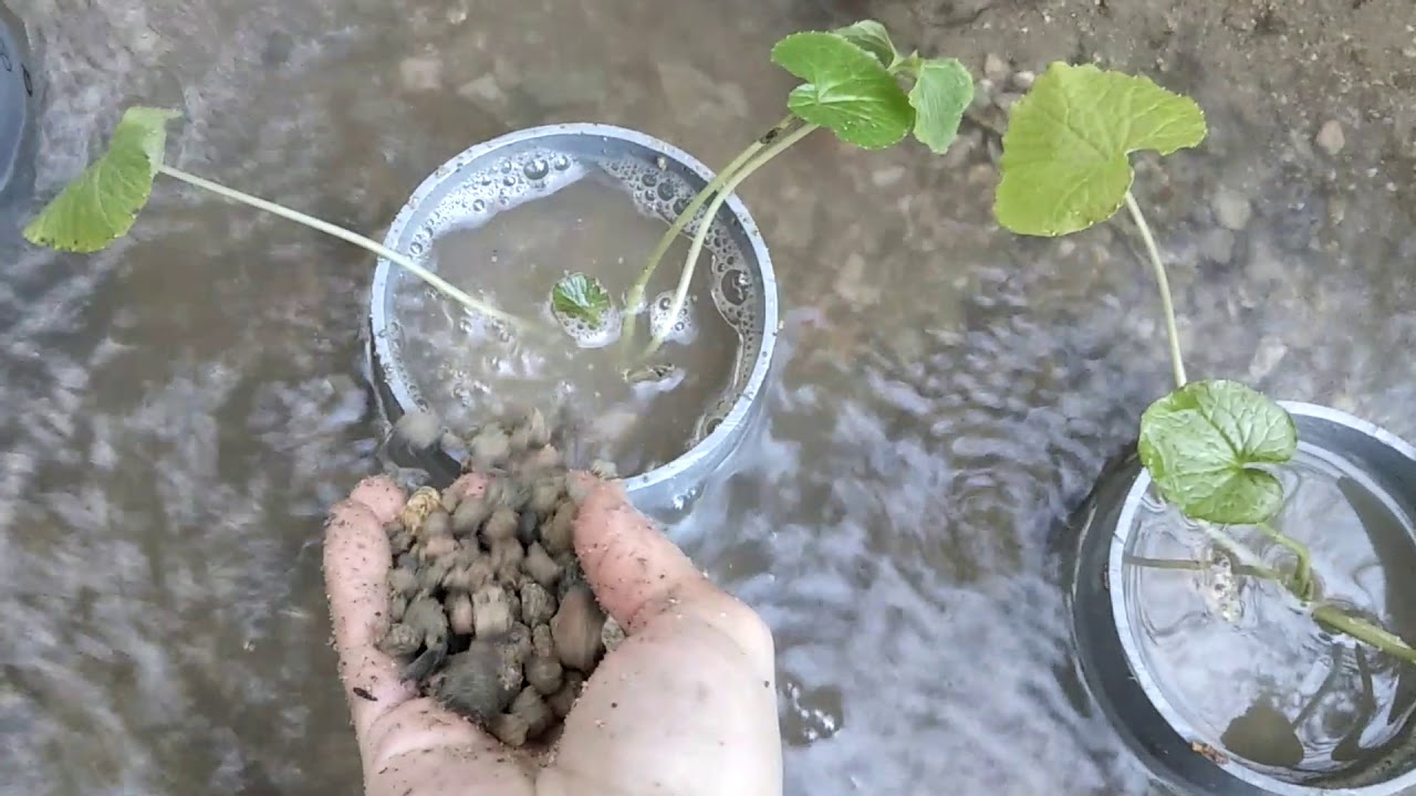 わさびの栽培始まる 成功 失敗 湧き水を利用 塩ビの中に植えてみる Youtube