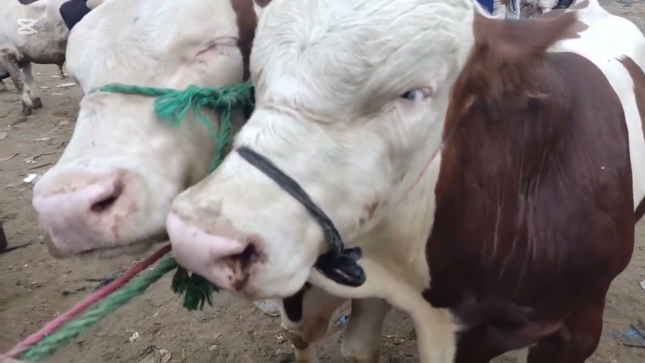 فيديو جديد من سوق حد السوالم اليوم 2025/8/24