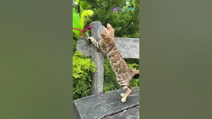 Video 9074191: spotted tabby bengal kitten, tabby bengal male kitten, brown spotted tabby bengal, exotic bengal kitten, gorgeous bengal kittens, eyed bengal