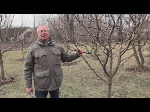 Videó: Mi az a birsalmagyümölcs: Ismerje meg a birsfák termesztését