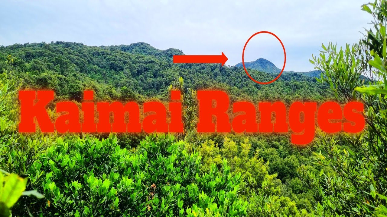 An Afternoon Hunt in the Kaimai Ranges - YouTube