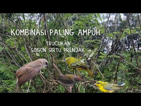 Suara Ribut Trucukan Kombinasi Sogon Sirtu Prenjak Dijamin Ampuh