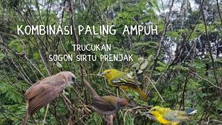 Suara Ribut Trucukan Kombinasi Sogon Sirtu Prenjak Dijamin Ampuh