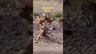 Predicting the Pounce: Data on Big Cat Behavior 📊 #wildlife #animals #shorts #lion #leopard #viral