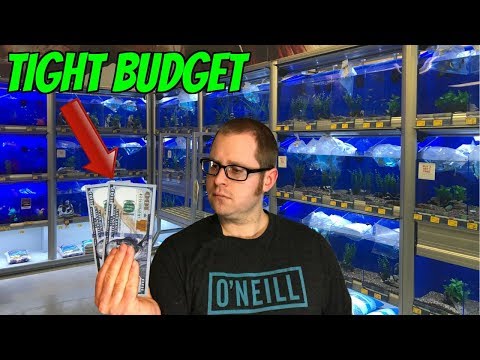 Videó: Aquatics: Állítson be egy frissvízi akváriumot az olcsó!