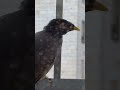 🐦⬛