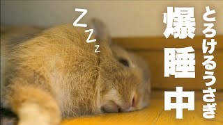 口を半開きにして熟睡するうさぎNo.117