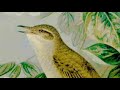 Common Nightingale Sound Video Nightingale Singing At Night Bird Songs