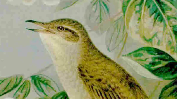 Common Nightingale Sound Video: Nightingale Singing at Night Bird Songs