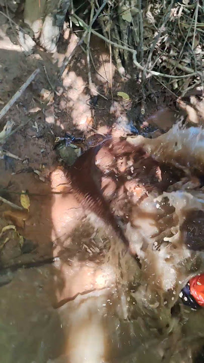 #viralvideo #fishing #fish 