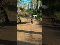 Dogo argentino macho gigante 9 meses/ Dogo argentino fêmea 2a 8m/ Pastor alemão cinza fêmea 2a 8m