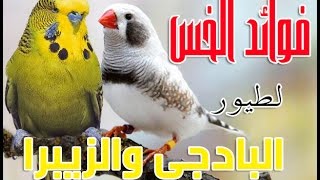 فوائد الخس لطيور البادجي والزيبرا - صراع البادجي على الخس -